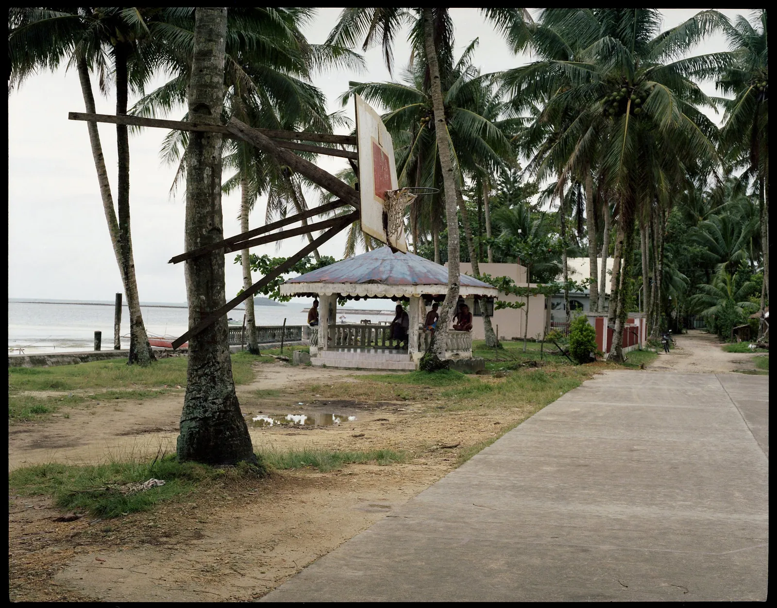 A basketball backboard nailed to a palm tree beside a seaside path